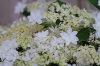 あじさいの花　（形原）