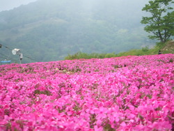 茶臼山は人ばかり