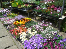 道路に面した花屋店頭