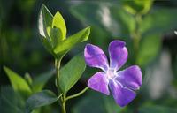 散歩で出合った花