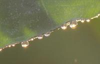 朝陽を浴びた水玉シャンデリア 2011/11/22 10:03:50