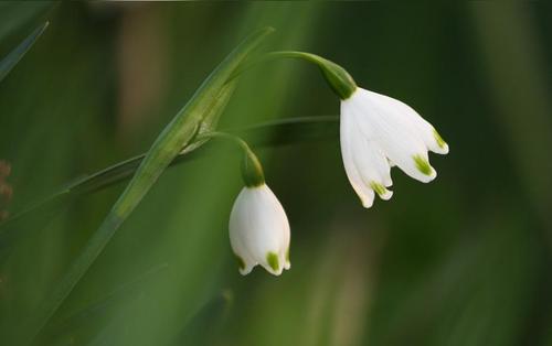 散歩で出合った花