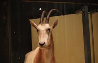 国立科学博物館の動物達 2010/10/23 05:20:48