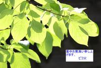 暑中お見舞い申し上げます。 2012/07/23 07:16:54