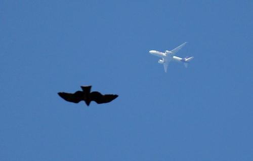 地上から見る飛行機