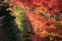八ヶ岳高原の紅葉 2010/11/07 15:51:23