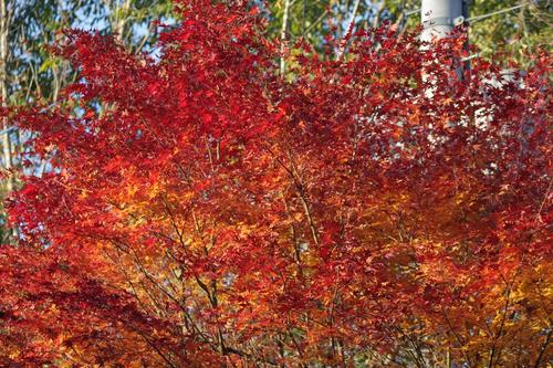 八ヶ岳高原の紅葉