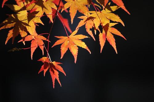 八ヶ岳高原の紅葉