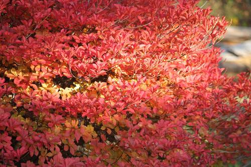 八ヶ岳高原の紅葉