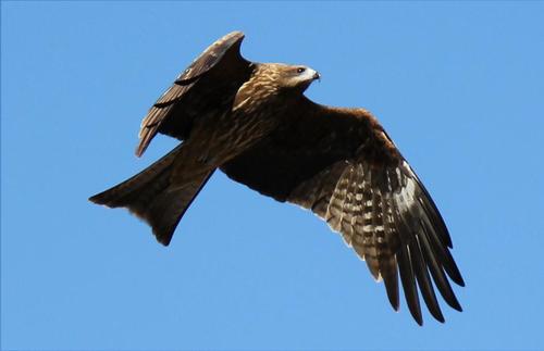 トビの優雅な飛行（鳳来、湯谷温泉にて）