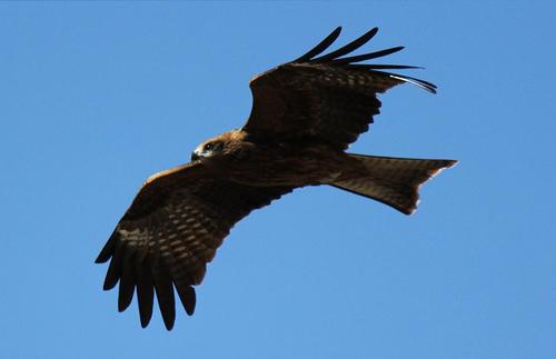 トビの優雅な飛行（鳳来、湯谷温泉にて）