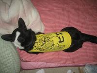 ピコ＆じん　Ｔシャツを着せる。 2011/02/24 21:51:48