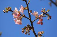 浜松市滝沢の河津桜