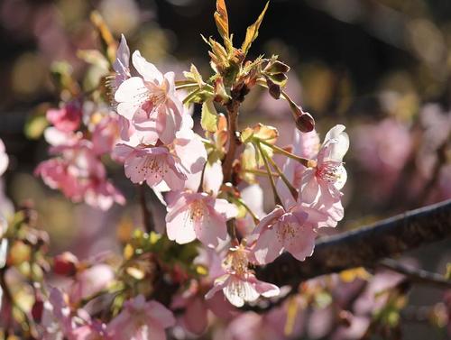 浜松市滝沢の河津桜