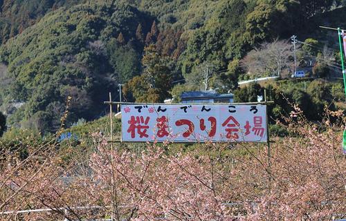 浜松市滝沢の河津桜