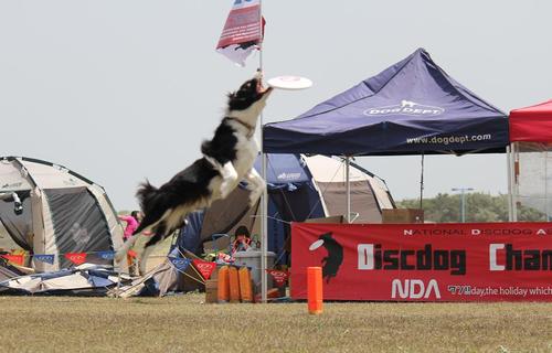 Discdog NDA in 御前崎