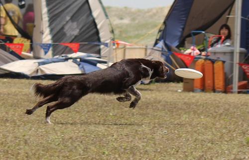 Discdog NDA in 御前崎