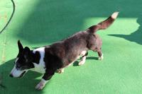 父親犬ソープくんを訪ねて500km、ピコ、じん感動の対面 2011/10/29 14:55:37