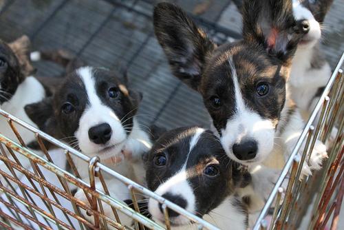 父親犬ソープくんを訪ねて500km、ピコ、じん感動の対面