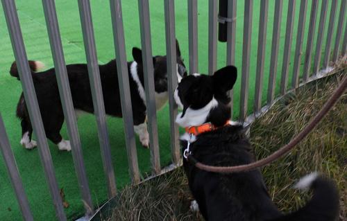 父親犬ソープくんを訪ねて500km、ピコ、じん感動の対面
