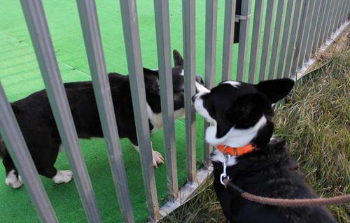 父親犬ソープくんを訪ねて500km、ピコ、じん感動の対面