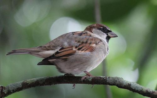 ケアンズの鳥２．