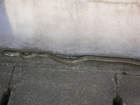 遭遇