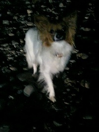 バーベキュー 2006/08/05 07:54:08