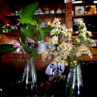 梅雨明けとFlower.!! 2012/07/17 16:42:37