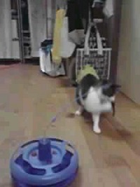 キナコにプレゼント