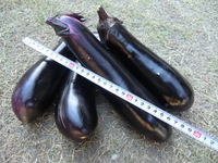 秋のボーナス！？ 2012/08/26 20:09:07