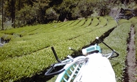 お茶刈り 2011/05/09 18:53:38