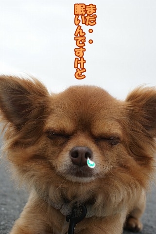 暑くなる前に