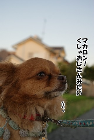 いたがゆ