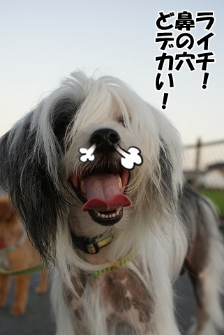 いたがゆ