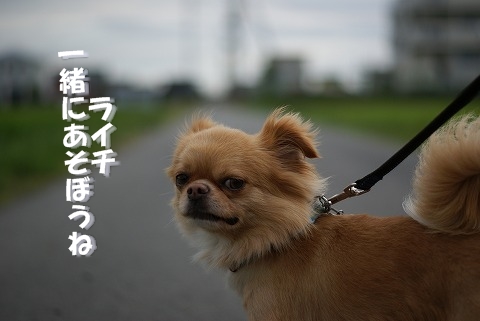 ライチと地デジ