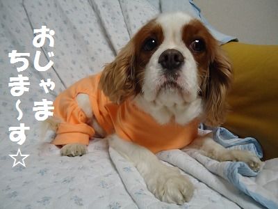 完全帰国