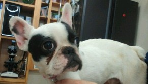 ミミの耳家族探しの会