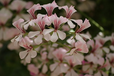 菖蒲園の花