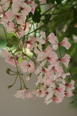 菖蒲園の花