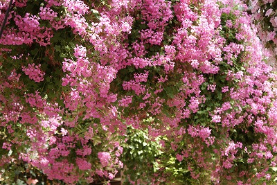 菖蒲園の花