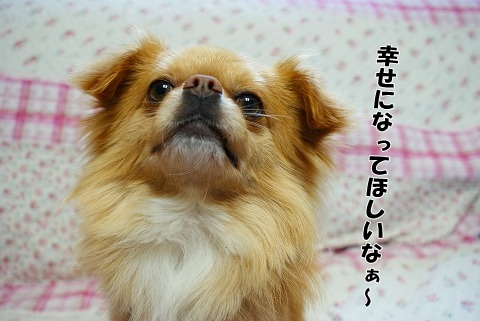 譲渡会のお知らせ！