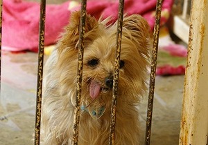 犬の瞳さんブログより転載