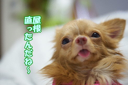 勤労感謝の日