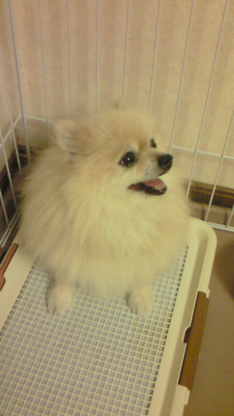 ポメちゃんのご主人様は？