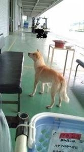 転載記事です（緊急！）