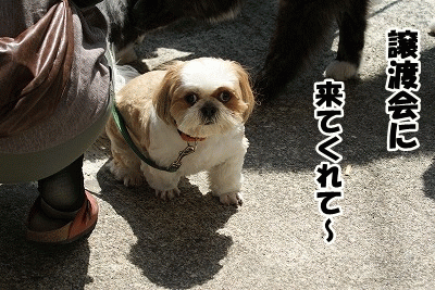 5月譲渡会報告