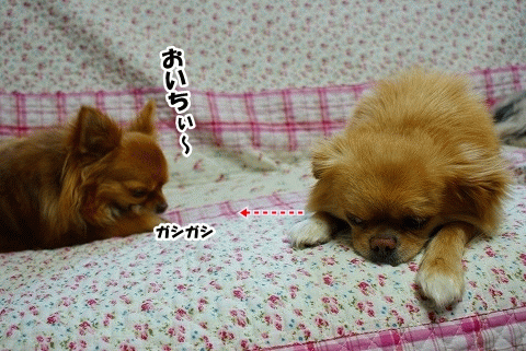 おやつ