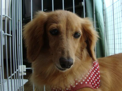 保護犬情報