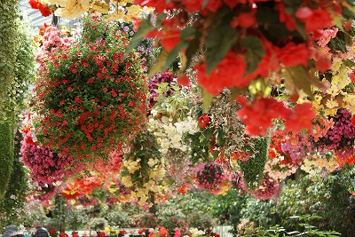加茂花菖蒲園